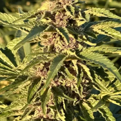 Purple Cherry Sunset | Preservation Line | FEM Photoperiod Seeds | 5 Pack