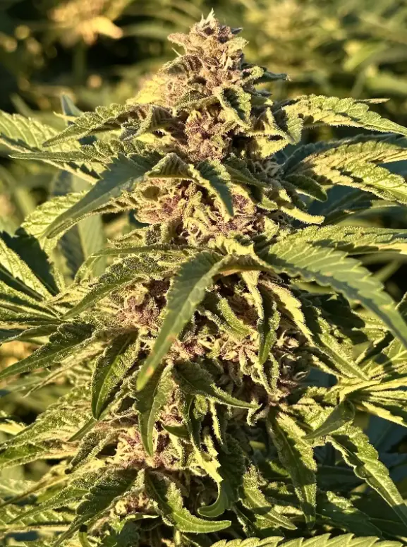 Purple Cherry Sunset | Preservation Line | FEM Photoperiod Seeds | 5 Pack