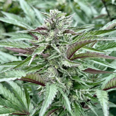 PURPLE PUNCH S1 | PHOTOPERIOD CANNABIS SEEDS FEMALE 5 PACK