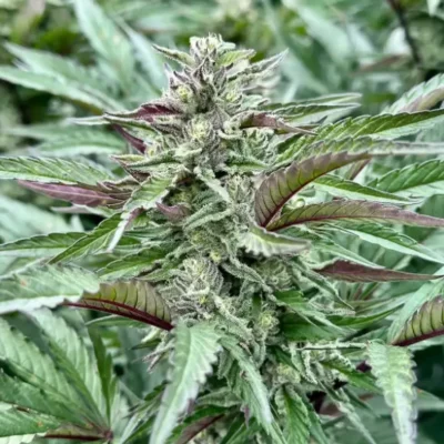 Purple Punch S1 | Preservation Line | FEM Photoperiod Seeds | 5 Pack