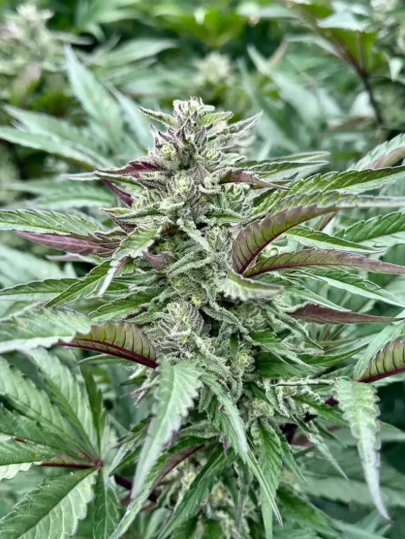 Purple Punch S1 | Preservation Line | FEM Photoperiod Seeds | 5 Pack