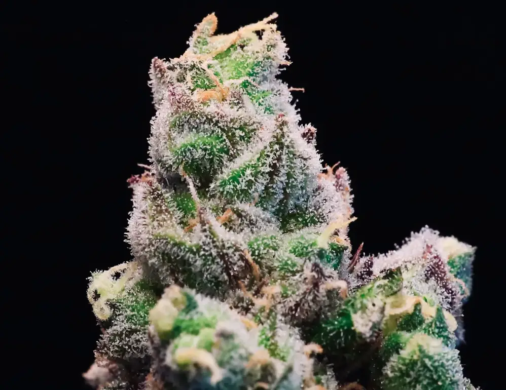 Red Runtz | Preservation Line | FEM Photoperiod Seeds | 5 Pack