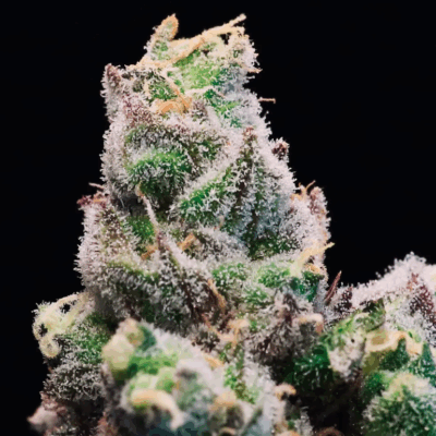 RED RUNTZ #1 S1 | PHOTOPERIOD CANNABIS SEEDS FEMALE 5 PACK