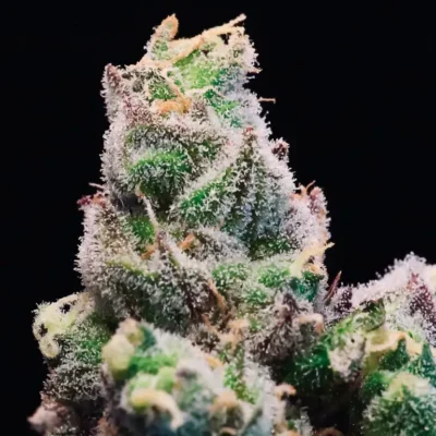 Red Runtz #1 S1 | Preservation Line | FEM Photoperiod Seeds | 5 Pack