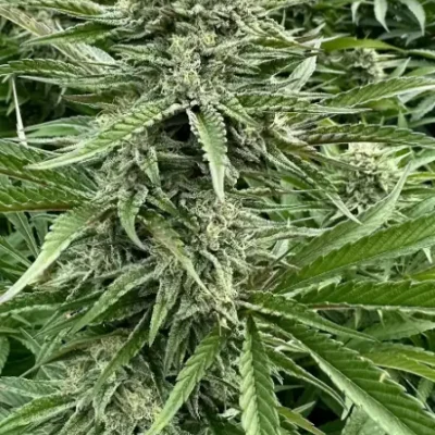 SFV OG | Preservation Line | FEM Fast Photoperiod Seeds | 5 Pack