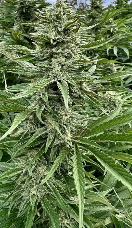 SFV OG | Preservation Line | FEM Fast Photoperiod Seeds | 5 Pack