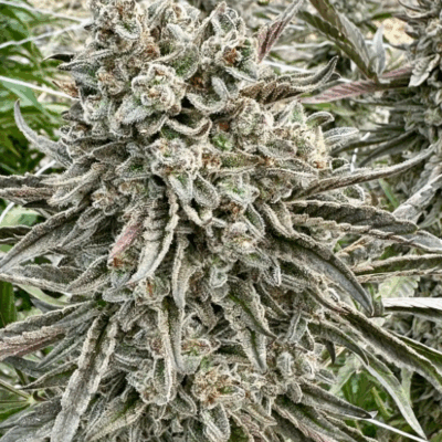 SHERBANGER 22 (FAST FINISHING) | PHOTOPERIOD CANNABIS SEEDS FEMALE 5 PACK