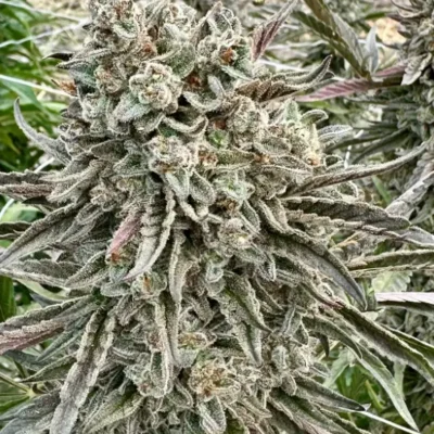 Sherbanger 22 | Preservation Line | FEM Fast Photoperiod Seeds | 5 Pack