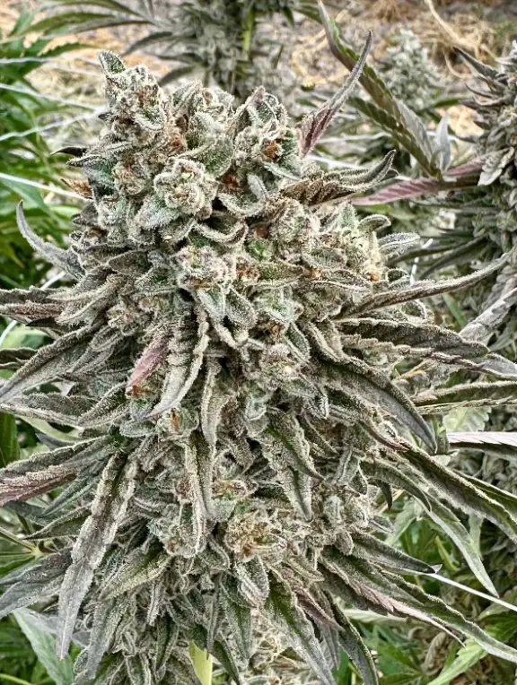 Sherbanger 22 | Preservation Line | FEM Fast Photoperiod Seeds | 5 Pack