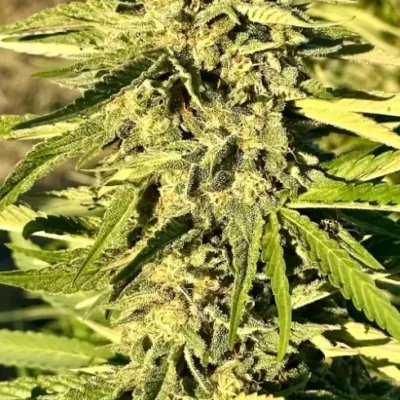 Slurri Punch | Preservation Line | FEM Photoperiod Seeds | 5 Pack