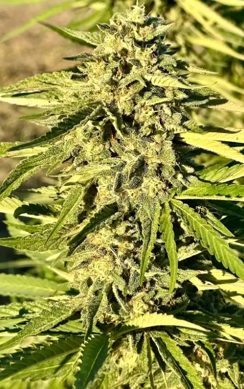 Slurri Punch | Preservation Line | FEM Photoperiod Seeds | 5 Pack