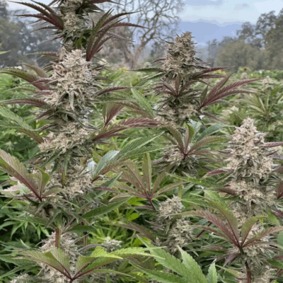 SOUR COOKIE | PHOTOPERIOD CANNABIS SEEDS FEMALE 5 PACK