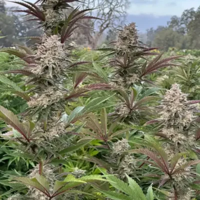 Sour Cookie | Preservation Line | FEM Photoperiod Seeds | 5 Pack