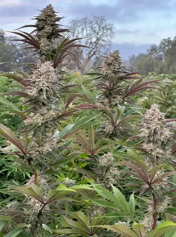 Sour Cookie | Preservation Line | FEM Photoperiod Seeds | 5 Pack