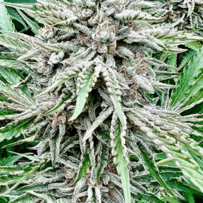SOUR DIESEL | PHOTOPERIOD CANNABIS SEEDS FEMALE 5 PACK