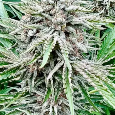 Sour Diesel | Preservation Line | FEM Photoperiod Seeds | 5 Pack