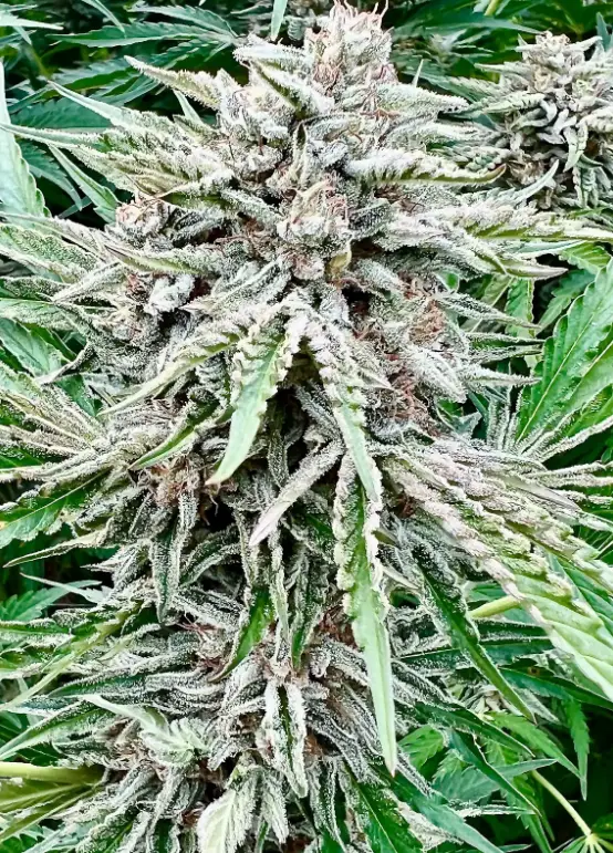 Sour Diesel | Preservation Line | FEM Photoperiod Seeds | 5 Pack
