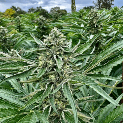 SOUR DIESEL (FAST FINISHING) | PHOTOPERIOD CANNABIS SEEDS FEMALE 5 PACK
