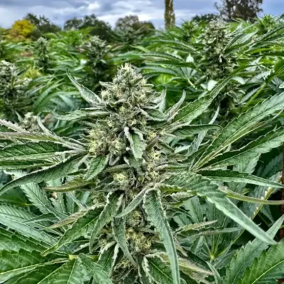 Sour Diesel | Preservation Line | FEM Fast Photoperiod Seeds | 5 Pack