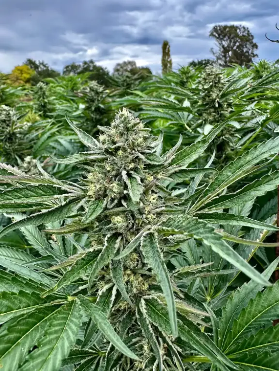 Sour Diesel | Preservation Line | FEM Fast Photoperiod Seeds | 5 Pack