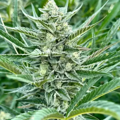 Sour Diesel S1 | Preservation Line | FEM Photoperiod Seeds | 5 Pack