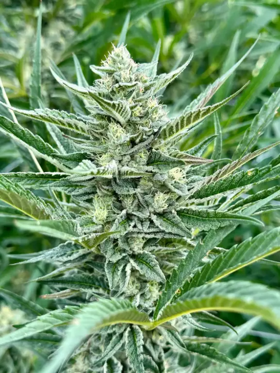 Sour Diesel S1 | Preservation Line | FEM Photoperiod Seeds | 5 Pack