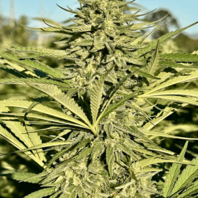STRAWBERRY BANANA KUSH | PHOTOPERIOD CANNABIS SEEDS FEMALE 5 PACK