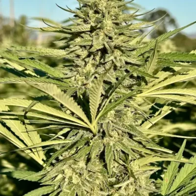 Strawberry Banana Kush | Preservation Line | FEM Photoperiod Seeds | 5 Pack
