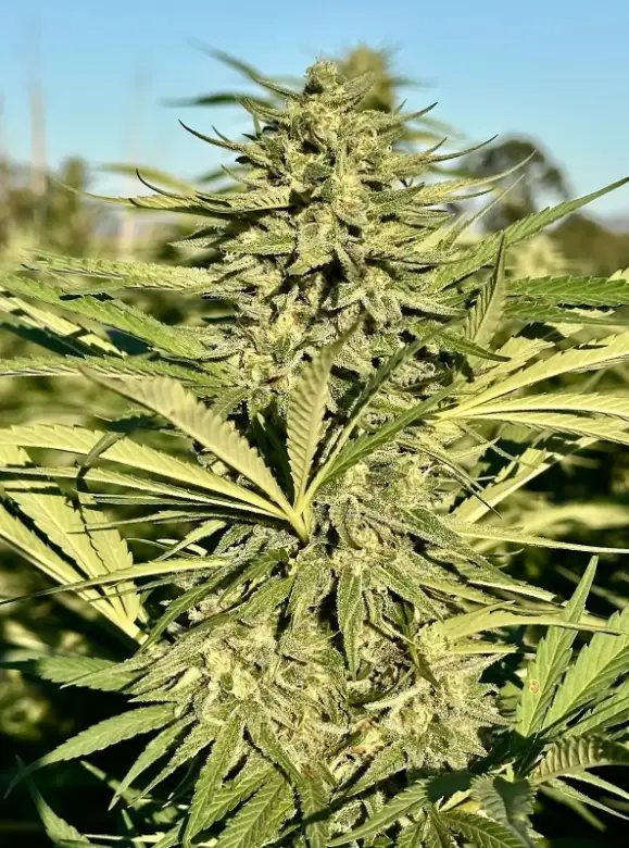 Strawberry Banana Kush | Preservation Line | FEM Photoperiod Seeds | 5 Pack