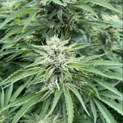 STRAWBERRY COUGH | PHOTOPERIOD CANNABIS SEEDS FEMALE 5 PACK