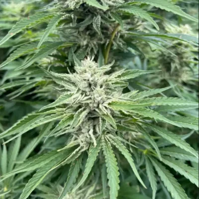 Strawberry Cough | Preservation Line | FEM Photoperiod Seeds | 5 Pack