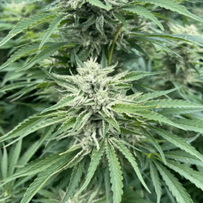 STRAWBERRY COUGH | AUTOFLOWER CANNABIS SEEDS FEMALE 5 PACK