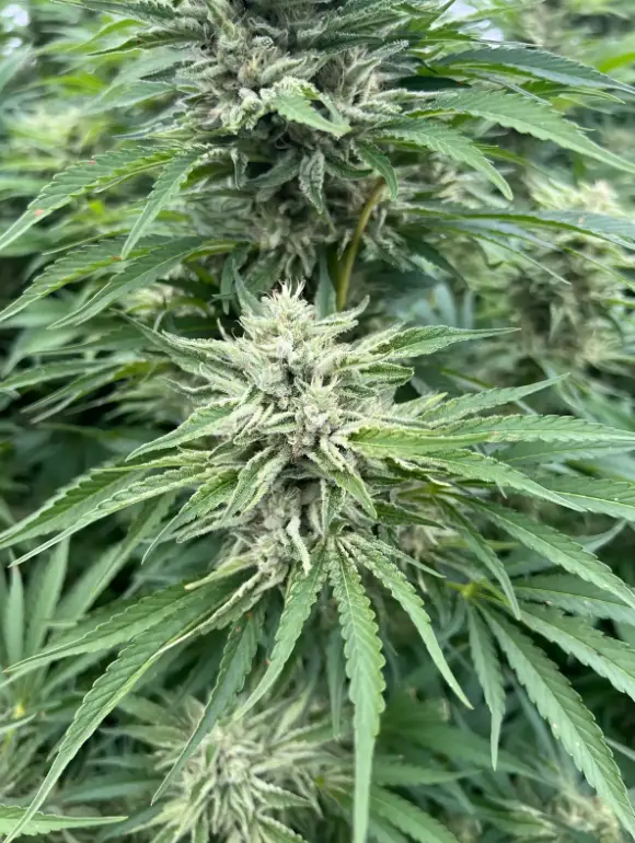 Strawberry Cough Auto | Preservation Line | FEM Autoflower Seeds | 5 Pack