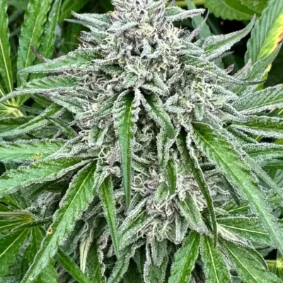 Strawberry Diesel S1 | Preservation Line | FEM Photoperiod Seeds | 5 Pack