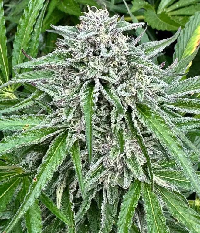 Strawberry Diesel S1 | Preservation Line | FEM Photoperiod Seeds | 5 Pack