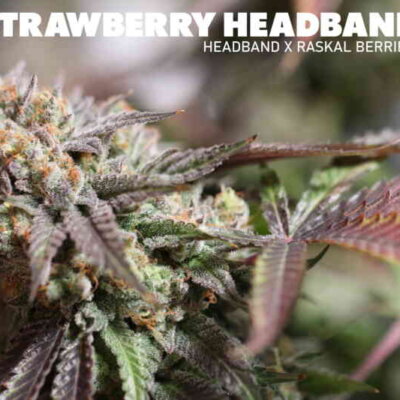 Strawberry Headband | Sin City Seeds | FEM Photoperiod Seeds