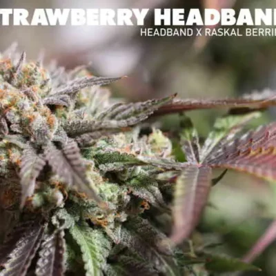 3x Strawberry Headband | Sin City Seeds | FEM Photoperiod Seeds