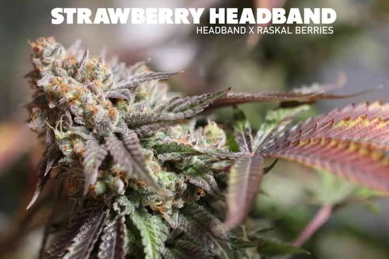 Strawberry Headband | Sin City Seeds | FEM Photoperiod Seeds