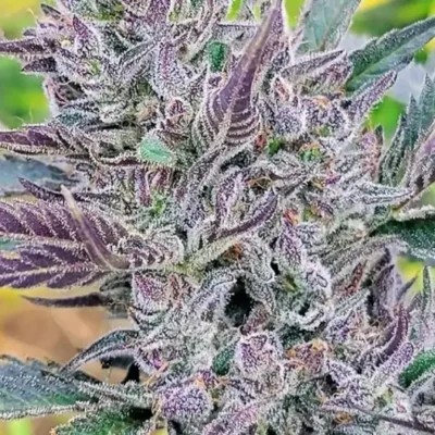 Sundae Driver | Preservation Line | FEM Photoperiod Seeds | 5 Pack