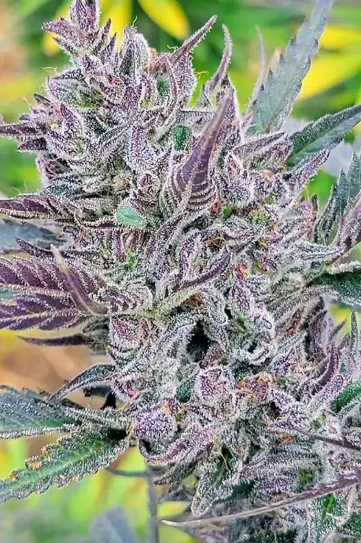 Sundae Driver | Preservation Line | FEM Photoperiod Seeds