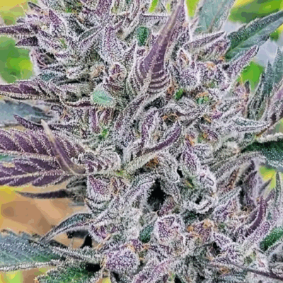 SUNDAE DRIVER | AUTOFLOWER CANNABIS SEEDS FEMALE 5 PACK