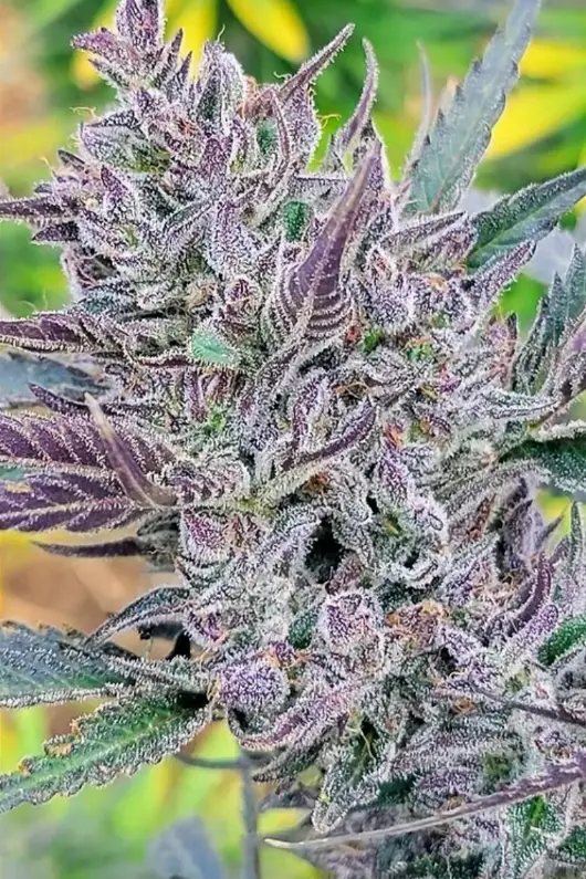 Sundae Driver Auto | Preservation Line | FEM Autoflower Seeds