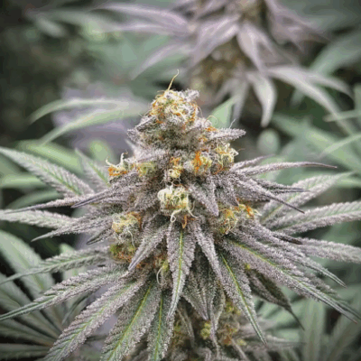 SUNSET CIDER S1 | PHOTOPERIOD CANNABIS SEEDS FEMALE 5 PACK