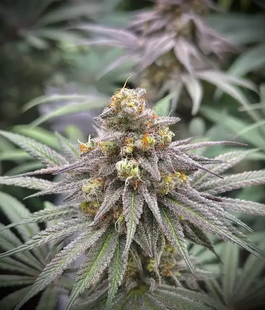 Sunset Cider S1 | Preservation Line | FEM Photoperiod Seeds | 5 Pack