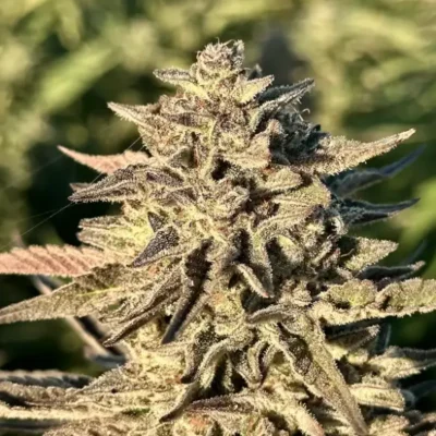Sunset Sherbert | Preservation Line | FEM Photoperiod Seeds | 5 Pack