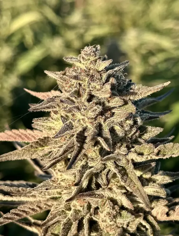 Sunset Sherbert | Preservation Line | FEM Photoperiod Seeds | 5 Pack