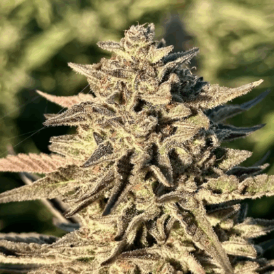 SUNSET SHERBERT | AUTOFLOWER CANNABIS SEEDS FEMALE 5 PACK