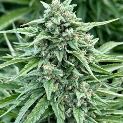 TANGIE STAR | AUTOFLOWER CANNABIS SEEDS FEMALE 5 PACK