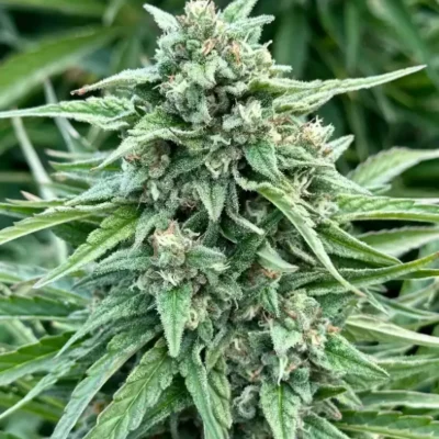 Tangie Star Auto | Preservation Line | FEM Autoflower Seeds | 5 Pack