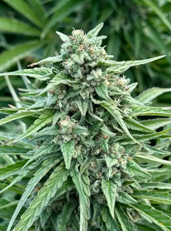 Tangie Star Auto | Preservation Line | FEM Autoflower Seeds | 5 Pack
